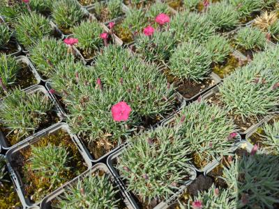 Bild von /bilder/bluehapp/thumb/diagba_Dianthus_gratian____Badenia___P-2442010001_T-k_Y-23_K-22_37938_aktiv_.jpg