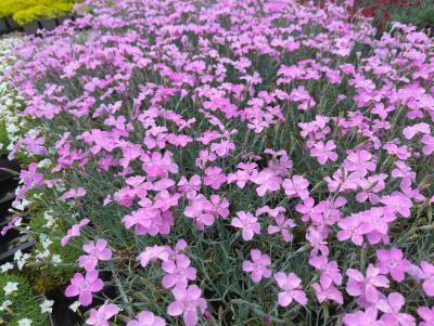 Bild von /bilder/bluehapp/thumb/diagbl_Dianthus_gratian____Blauigel___P-2442015001_T-b_Y-22_K-21_67620_aktiv_.jpg