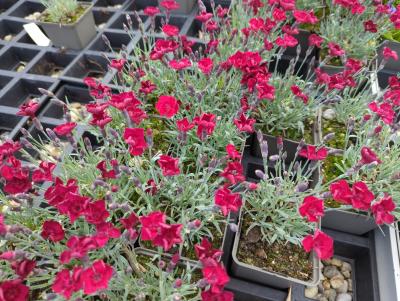 Bild von /bilder/bluehapp/thumb/diagru_Dianthus_gratian____Rubin___P-2442085001_T-b_Y-22_K-21_47872_aktiv_.jpg