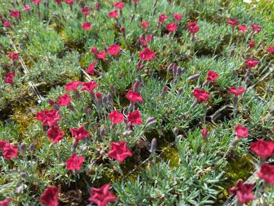 Bild von /bilder/bluehapp/thumb/diagru_Dianthus_gratian____Rubin___P-2442085001_T-b_Y-22_K-21_54484_aktiv_.jpg