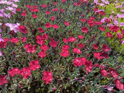 Bild von /bilder/bluehapp/thumb/diagru_Dianthus_gratian____Rubin___P-2442085001_T-b_Y-23_K-22_65494_aktiv_.jpg