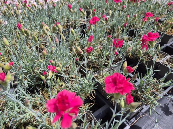Bild von /bilder/bluehapp/thumb/diaphe_Dianthus_plumarius___Heidi___P-2445540001_T-b_Y-26_K-23_35476.jpg