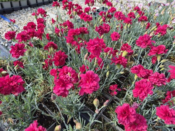 Bild von /bilder/bluehapp/thumb/diaphe_Dianthus_plumarius___Heidi___P-2445540001_T-b_Y-26_K-24_97828.jpg