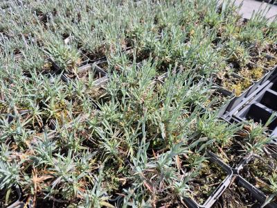 Bild von /bilder/bluehapp/thumb/diaphe_Dianthus_plumarius___Heidi___P-2445540001_T-k_Y-26_K-19_21497.jpg