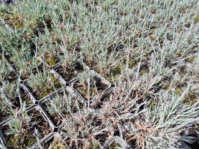 Bild von /bilder/bluehapp/thumb/diapin_Dianthus_plumarius___Ine___P-2445550001_T-k_Y-26_K-19_92823.jpg