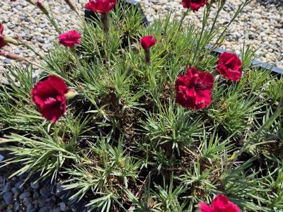 Bild von /bilder/bluehapp/thumb/diapmu_Dianthus_plumarius___Munot___P-2445565001_T-b_Y-25_K-24_45363.jpg