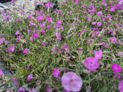 Bild von /bilder/bluehapp/thumb/diasy_Dianthus_sylvestris_P-2447500001_T-b_Y-25_K-21_96292.jpg