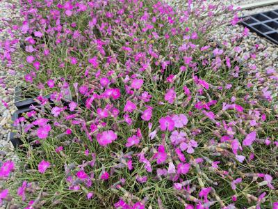Bild von /bilder/bluehapp/thumb/diasy_Dianthus_sylvestris_P-2447500001_T-b_Y-25_K-22_49384.jpg