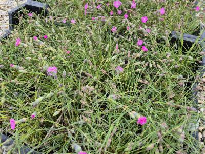 Bild von Dianthus sylvestris