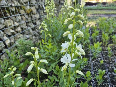 Bild von /bilder/bluehapp/thumb/dicaal_Dictamnus_albus___Albiflorus___P-2501010001_T-b_Y-25_K-22_17569.jpg