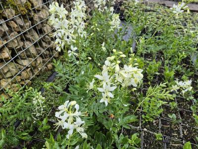 Bild von /bilder/bluehapp/thumb/dicaal_Dictamnus_albus___Albiflorus___P-2501010001_T-b_Y-25_K-23_93565.jpg