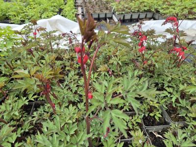 Bild von /bilder/bluehapp/thumb/dicsva_Dicentra_spectabilis___Valentine___R__P-2482090001_T-b_Y-25_K-17_55730.jpg