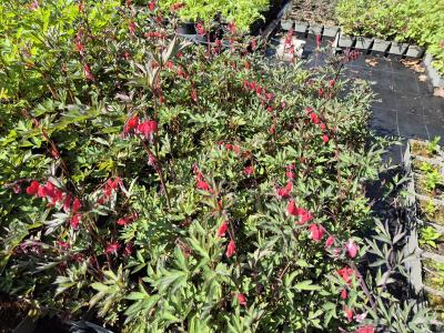 Bild von /bilder/bluehapp/thumb/dicsva_Dicentra_spectabilis___Valentine___R__P-2482090001_T-b_Y-25_K-18_86202.jpg