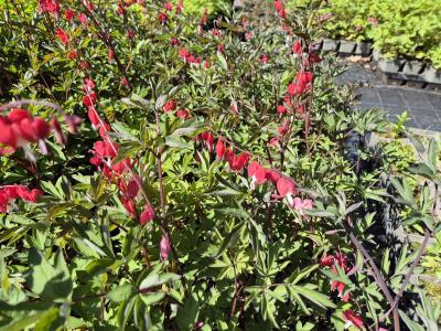 Bild von /bilder/bluehapp/thumb/dicsva_Dicentra_spectabilis___Valentine___R__P-2482090001_T-b_Y-25_K-19_91854.jpg
