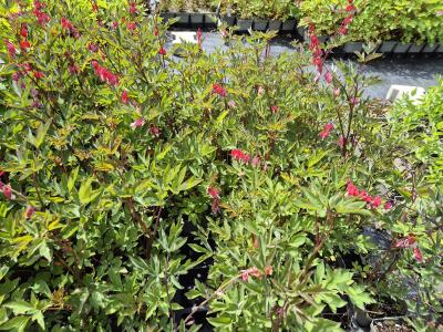 Bild von /bilder/bluehapp/thumb/dicsva_Dicentra_spectabilis___Valentine___R__P-2482090001_T-b_Y-25_K-20_92401.jpg