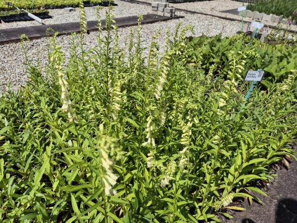 Bild von /bilder/bluehapp/thumb/digl_Digitalis_lutea____P-2522500001_T-b_Y-26_K-25_25082.jpg