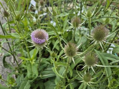 Bild von /bilder/bluehapp/thumb/dipf_Dipsacus_fullonum_UG11_P-2594000001_T-b_Y-25_K-30_28080.jpg