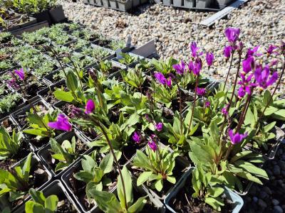 Bild von /bilder/bluehapp/thumb/dodm_Dodecatheon_meadia_P-2581000001_T-k_Y-26_K-17_21638.jpg