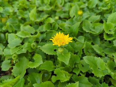 Bild von /bilder/bluehapp/thumb/doroll_Doronicum_orientale___Little_Leo___P-2601018001_T-k_Y-24_K-14_75634_aktiv_.jpg