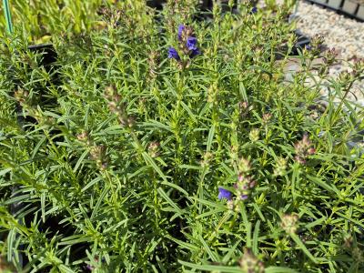 Bild von /bilder/bluehapp/thumb/draru_Dracocephalum_ruyschiana_P-2661000001_T-k_Y-26_K-20_84631.jpg