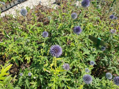 Bild von /bilder/bluehapp/thumb/echbtb_Echinops_banaticus___Taplow_Blue___P-2741015001_T-b_Y-21_K-29_85207_aktiv_.jpg