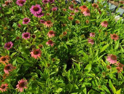 Bild von echhos_Echinacea_x_cult____Orange_Skipper___P-2720543001_T-b_Y-23_K-29_25010_aktiv_.jpg