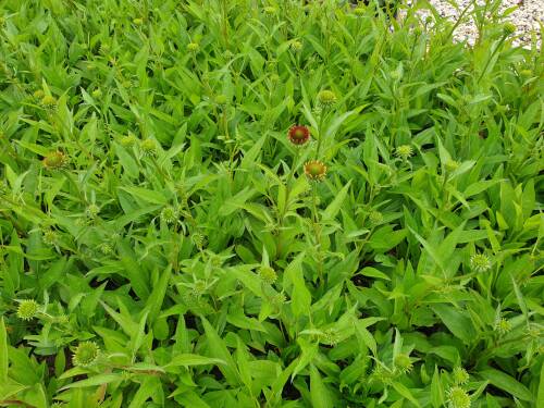 Bild von echhos_Echinacea_x_cult____Orange_Skipper___P-2720543001_T-k_Y-21_K-27_42081_aktiv_.jpg