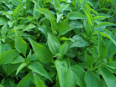 Bild von /bilder/bluehapp/thumb/echhsr_Echinacea_x_cult____Sunrise___R____P-2720550001_T-k_Y-24_K-36_10403_aktiv_.jpg