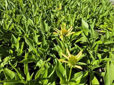 Bild von /bilder/bluehapp/thumb/echhsr_Echinacea_x_cult____Sunrise___R____P-2720550001_T-k_Y-25_K-38_77912.jpg