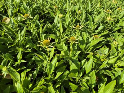 Bild von /bilder/bluehapp/thumb/echhsr_Echinacea_x_cult____Sunrise___R____P-2720550001_T-k_Y-25_K-40_71464.jpg