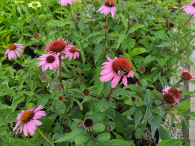 Bild von /bilder/bluehapp/thumb/echhtd_Echinacea___Tangerine_Dream___R__o_P-2720566001_T-b_Y-23_K-28_47049_aktiv_.jpg