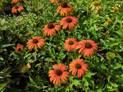 Bild von /bilder/bluehapp/thumb/echhtd_Echinacea___Tangerine_Dream___R__o_P-2720566001_T-b_Y-23_K-38_58024_aktiv_.jpg