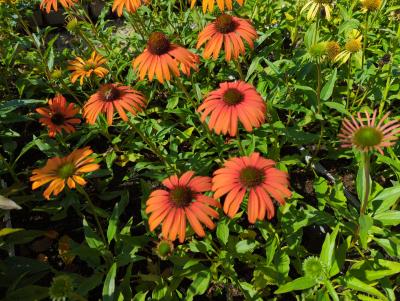 Bild von /bilder/bluehapp/thumb/echhtd_Echinacea___Tangerine_Dream___R__o_P-2720566001_T-b_Y-23_K-39_66683_aktiv_.jpg