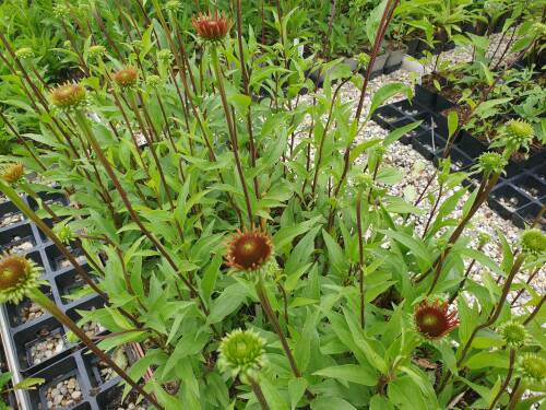 Bild von /bilder/bluehapp/thumb/echhtt_Echinacea_x_cult____Tiki_Torch___R__P-2721080001_T-k_Y-21_K-26_67754_aktiv_.jpg