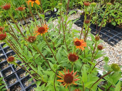 Bild von /bilder/bluehapp/thumb/echhtt_Echinacea_x_cult____Tiki_Torch___R__P-2721080001_T-k_Y-21_K-27_39921_aktiv_.jpg