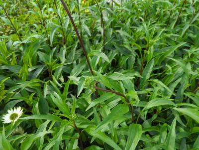 Bild von /bilder/bluehapp/thumb/echhtt_Echinacea_x_cult____Tiki_Torch___R__o_P-2721080001_T-k_Y-22_K-36_19472_aktiv_.jpg