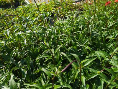Bild von /bilder/bluehapp/thumb/echhtt_Echinacea_x_cult____Tiki_Torch___R__o_P-2721080001_T-k_Y-22_K-38_82615_aktiv_.jpg