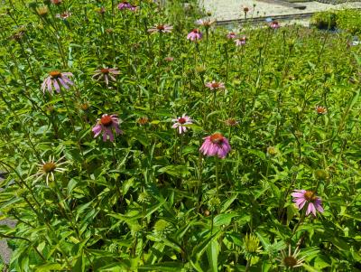 Bild von /bilder/bluehapp/thumb/echp_Echinacea_purpurea_P-2721000001_T-k_Y-23_K-27_59575_aktiv_.jpg