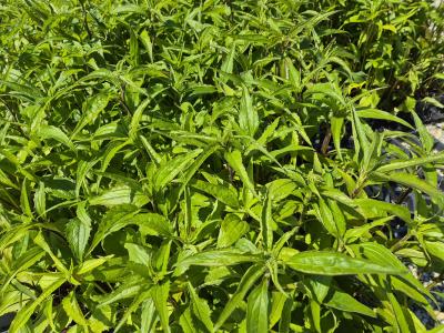 Bild von /bilder/bluehapp/thumb/echp_Echinacea_purpurea_P-2721000001_T-k_Y-25_K-24_50900.jpg