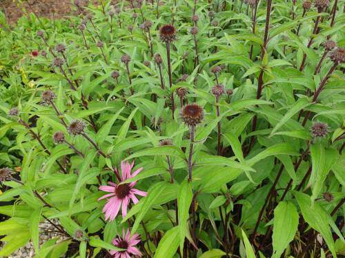 Bild von echpau_Echinacea_purp____Augustkönigin___R__P-2721012501_T-k_Y-21_K-27_95371_aktiv_.jpg