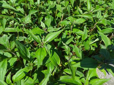 Bild von echpau_Echinacea_purp____Augustkönigin___R__P-2721012501_T-k_Y-23_K-32_98269_aktiv_.jpg