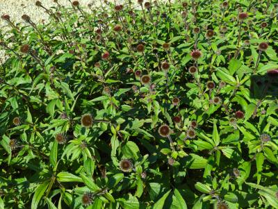 Bild von echpau_Echinacea_purp____Augustkönigin___R__P-2721012501_T-k_Y-23_K-36_86857_aktiv_.jpg