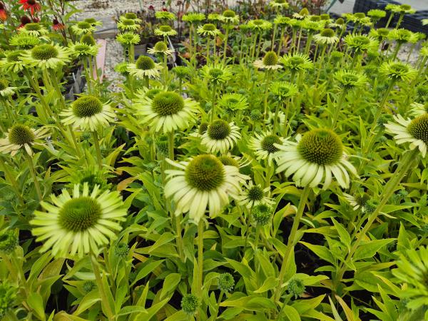 Echinacea purpurea 'Green Jewel'-R-