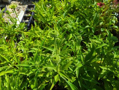 Bild von echpgj_Echinacea_purpur____Green_Jewel___R__P-2720525501_T-k_Y-22_K-26_79209_aktiv_.jpg