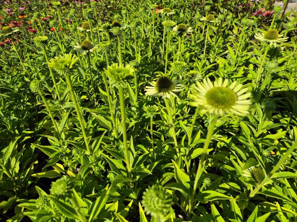 Bild von /bilder/bluehapp/thumb/echpgj_Echinacea_purpur____Green_Jewel___R__P-2720525501_T-k_Y-26_K-36_90521.jpg