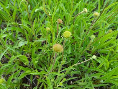 Bild von /bilder/bluehapp/thumb/echphd_Echinacea_pallida___Hula_Dancer___P-2720840001_T-k_Y-22_K-23_19125_aktiv_.jpg