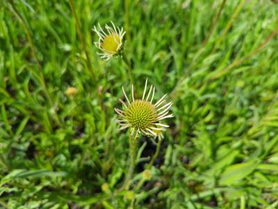 Bild von /bilder/bluehapp/thumb/echphd_Echinacea_pallida___Hula_Dancer___P-2720840001_T-k_Y-22_K-24_96071_aktiv_.jpg