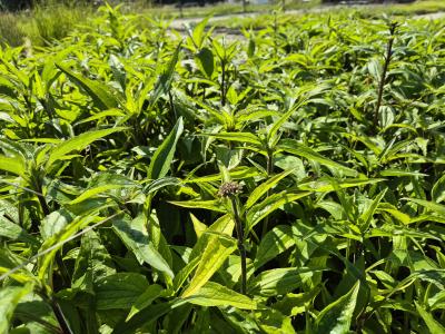 Bild von /bilder/bluehapp/thumb/echple_Echinacea_purpurea___Leuchtstern___P-2721015001_T-k_Y-25_K-24_82956.jpg
