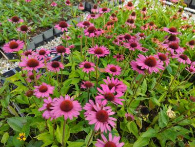 Bild von /bilder/bluehapp/thumb/echplm_Echinacea_purpurea___Little_Magnus___P-2721020501_T-b_Y-23_K-30_22607_aktiv_.jpg