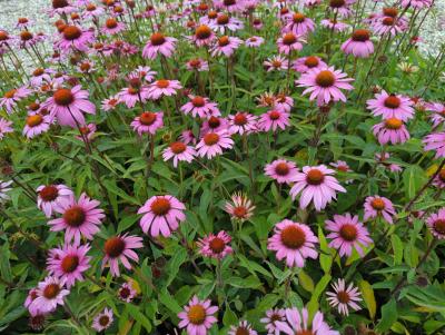 Bild von /bilder/bluehapp/thumb/echpma_Echinacea_purpurea___Magnus_____P-2721020001_T-b_Y-22_K-29_48289_aktiv_.jpg